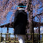 大阪城の桜 2022開花情報と見ごろ|大阪城公園の桜のライトアップを見に行こう！！