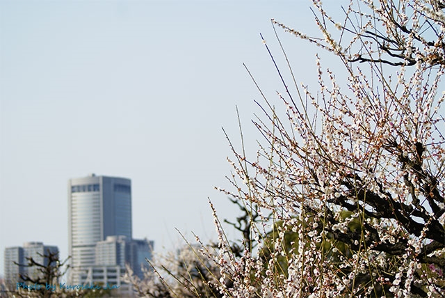 大阪城 梅林 開花情報 2022　見頃はいつ？|大阪城公園へのアクセス方法のご案内