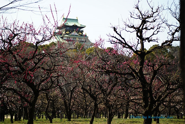 大阪城 梅林 開花情報 2022　見頃はいつ？|大阪城公園へのアクセス方法のご案内