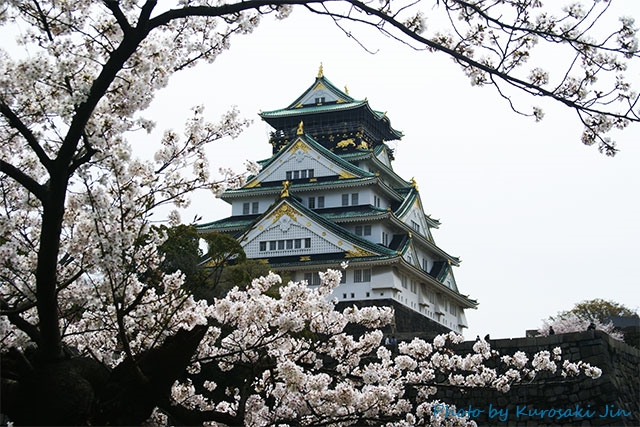 大阪城の桜 2022開花情報と見ごろ|大阪城公園の桜のライトアップを見に行こう！！